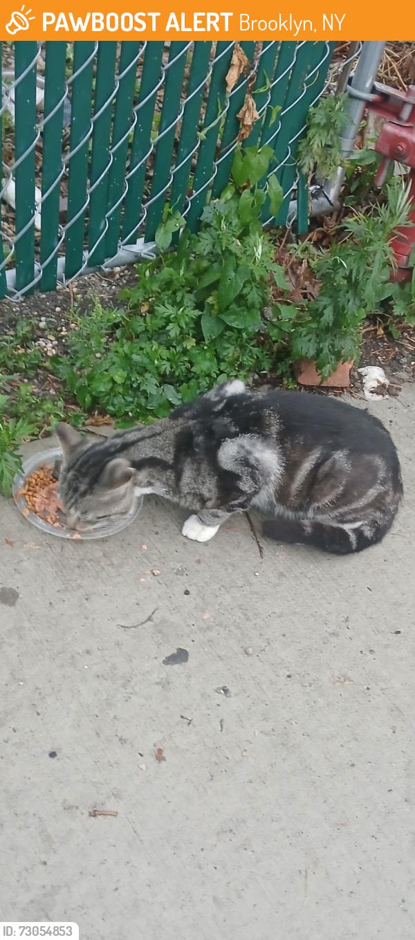 Found/Stray Unknown Cat last seen cropsey avenue by Shan market, Brooklyn, NY 11214