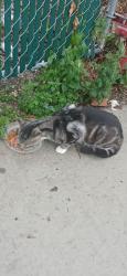 Found/Stray Unknown Cat last seen cropsey avenue by Shan market, Brooklyn, NY 11214