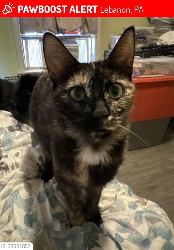 Lost Female Cat last seen Near Beechwood Ave , Lebanon, PA 17042