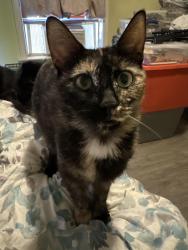 Lost Female Cat last seen Near Beechwood Ave , Lebanon, PA 17042