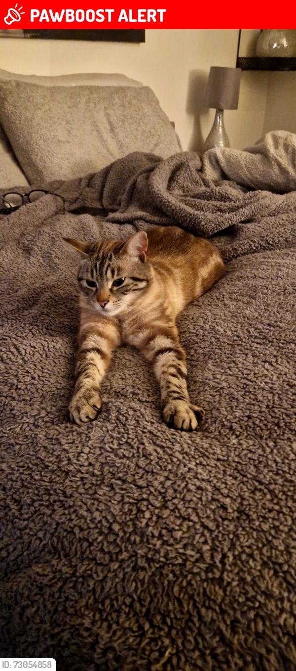 Lost Female Cat last seen Linden Avenue ol4 2ew , Greater Manchester, England OL4 2EW