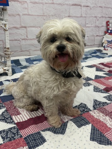 Shelter Stray Female Dog last seen Near BLOCK W PHILADELPHIA ST, DETROIT, MI 40202, 7401 Chrysler Dr, Detroit, MI 48211, USA