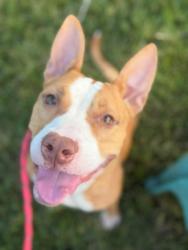 Shelter Stray Female Dog last seen CHARLOTTE, 8315 Byrum Dr, Charlotte, NC 28217, USA