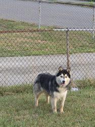 Found/Stray Unknown Dog last seen Harding and petree, Winston-Salem, NC 27107