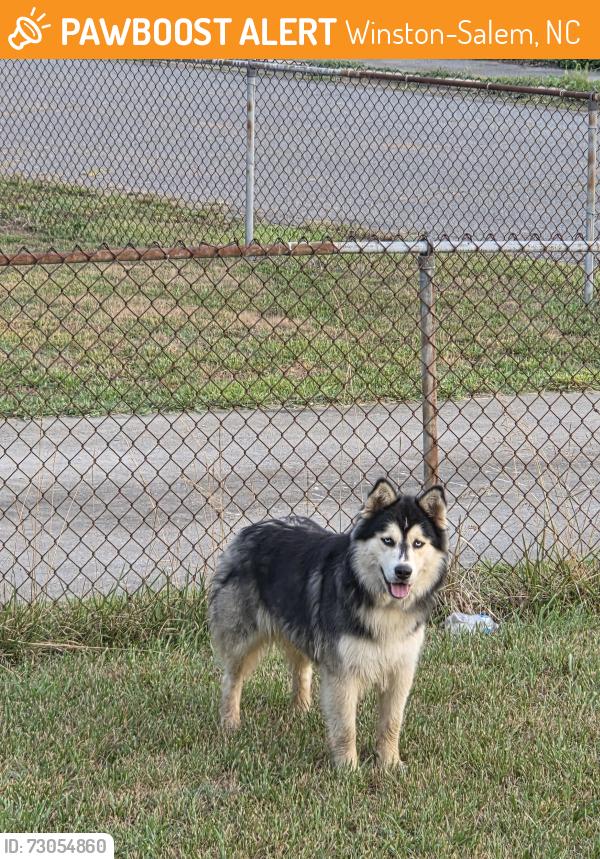 Found/Stray Unknown Dog last seen Harding and petree, Winston-Salem, NC 27107