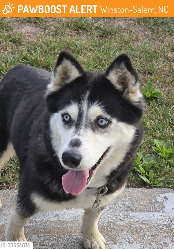 Found/Stray Unknown Dog last seen Harding and petree, Winston-Salem, NC 27107