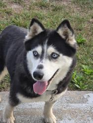 Found/Stray Unknown Dog last seen Harding and petree, Winston-Salem, NC 27107