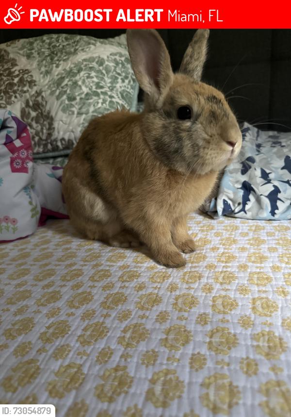 Lost Male Rabbit last seen Near Nw 20th Terrace , Miami, FL 33127