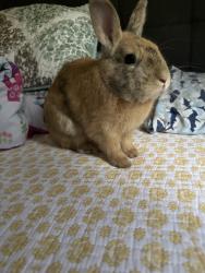Lost Male Rabbit last seen Near Nw 20th Terrace , Miami, FL 33127