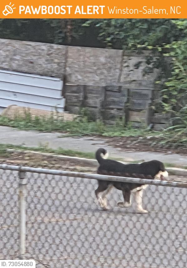 Found/Stray Unknown Dog last seen Harding and petree, Winston-Salem, NC 27107