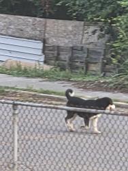 Found/Stray Unknown Dog last seen Harding and petree, Winston-Salem, NC 27107