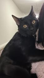 Lost Male Cat last seen Near ferris ave white plains NY 10603, White Plains, NY 10603