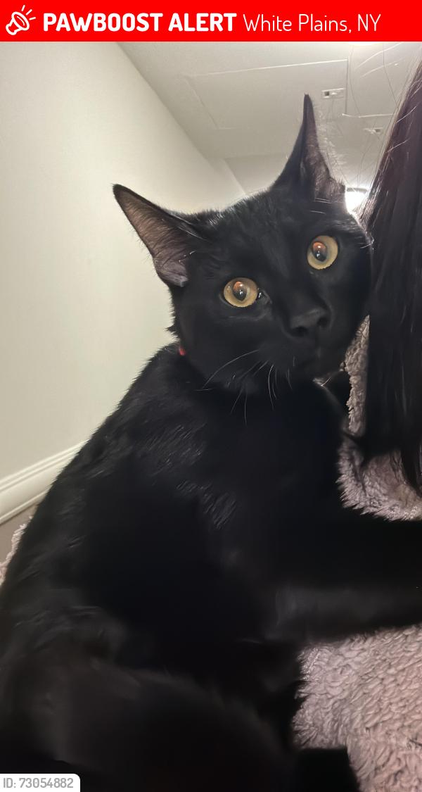 Lost Male Cat last seen Near ferris ave white plains NY 10603, White Plains, NY 10603
