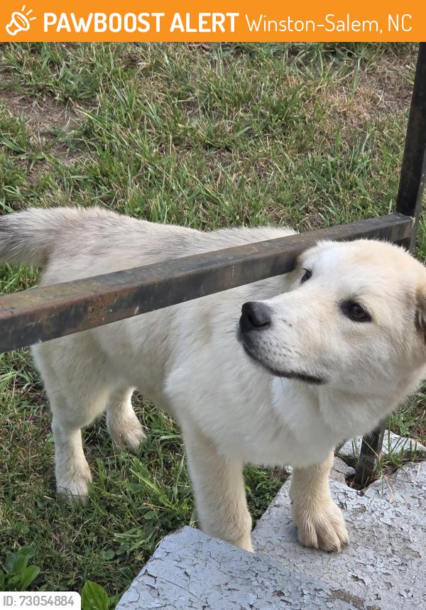 Found/Stray Unknown Dog last seen Harding and petree, Winston-Salem, NC 27107