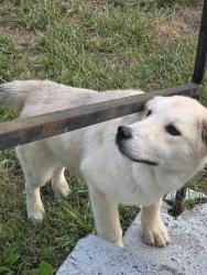 Found/Stray Unknown Dog last seen Harding and petree, Winston-Salem, NC 27107