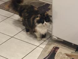 Lost Female Cat last seen Lark Ellen & San Bernardino Rd, Covina, CA 91722