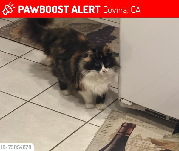 Lost Female Cat last seen Lark Ellen & San Bernardino Rd, Covina, CA 91722