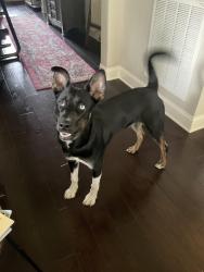 Found/Stray Male Dog last seen Stones River Greenway Hickory Hill Connector Trailhead near Park Haven, Hermitage TN, Nashville, TN 37076