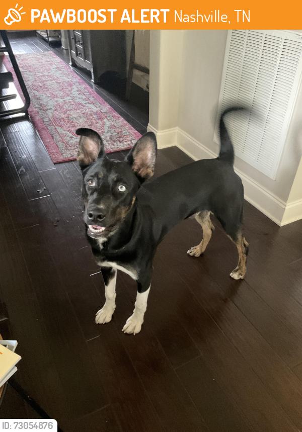 Found/Stray Male Dog last seen Stones River Greenway Hickory Hill Connector Trailhead near Park Haven, Hermitage TN, Nashville, TN 37076
