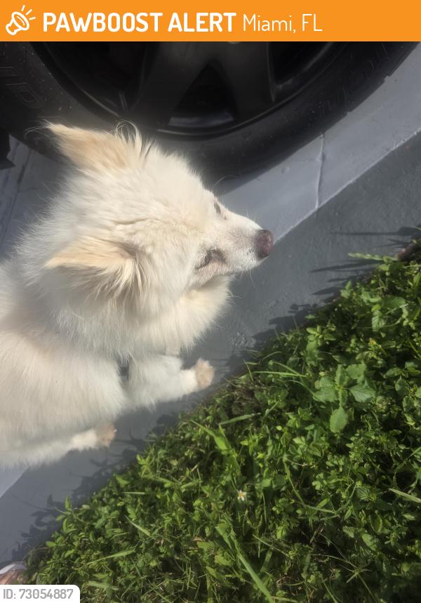 Found/Stray Female Dog last seen Little ceasars, Miami, FL 33155