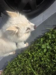 Found/Stray Female Dog last seen Little ceasars, Miami, FL 33155