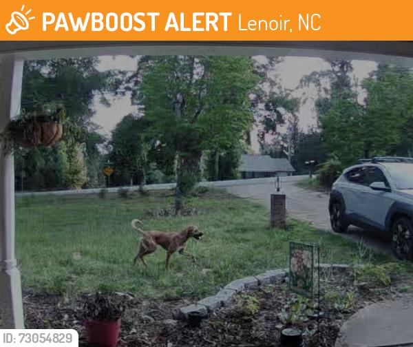 Found/Stray Male Dog last seen In Whitnel on Delwood Drive SW, down the street from Calvary Advent Christian Church/, Lenoir, NC 28645