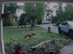 Found/Stray Male Dog last seen In Whitnel on Delwood Drive SW, down the street from Calvary Advent Christian Church/, Lenoir, NC 28645