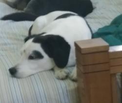 Reunited Male Dog last seen Cedar Ave, Hanover Park, IL, Hanover Park, IL 60133