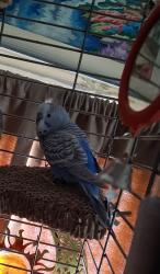 Lost Male Bird last seen New Falls & Woodbourne Rds, Levittown, PA 19057