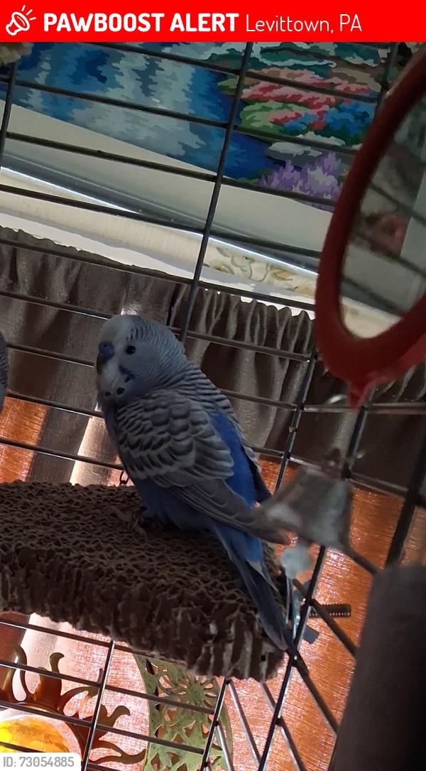 Lost Male Bird last seen New Falls & Woodbourne Rds, Levittown, PA 19057