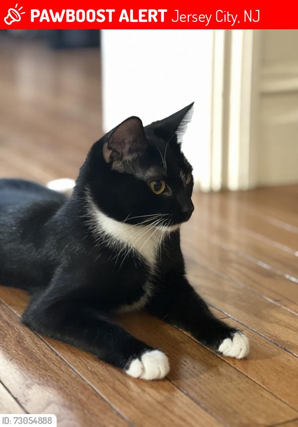 Lost Female Cat last seen Across from the Beacon on Clifton Place probe between 125 Clifton place and 127 Clifton Place, Jersey City, NJ 07304
