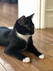 Lost Female Cat last seen Across from the Beacon on Clifton Place probe between 125 Clifton place and 127 Clifton Place, Jersey City, NJ 07304