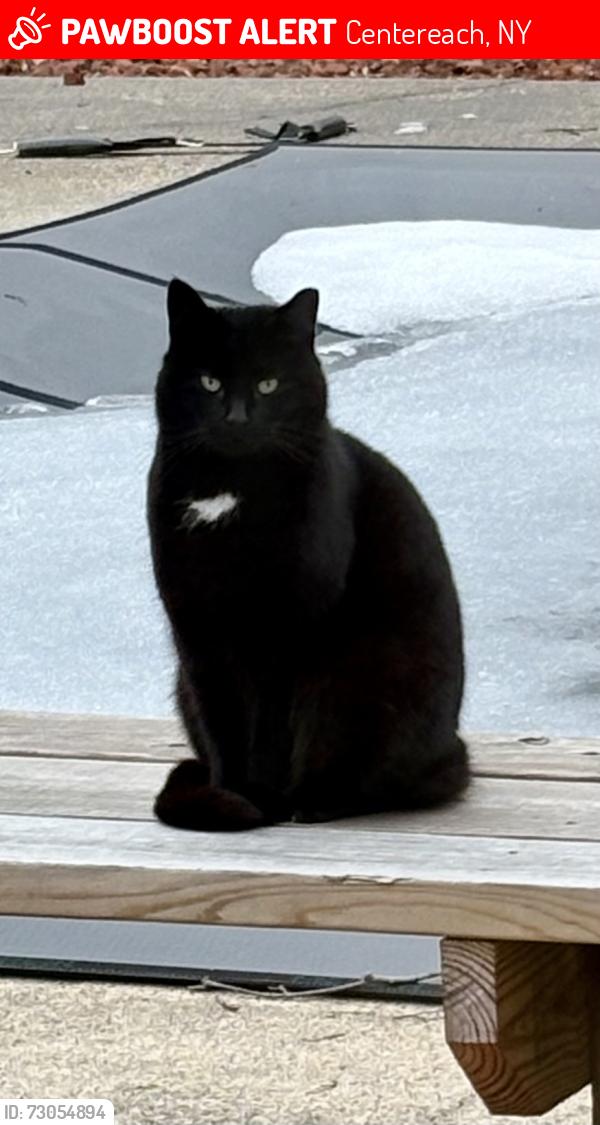 Lost Female Cat last seen Between Chevy and Capri, Centereach, NY 11720