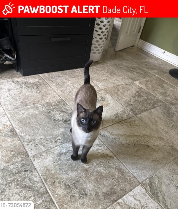 Lost Male Cat last seen Clinton Ave, Dade City, FL 33525