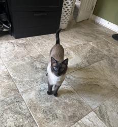 Lost Male Cat last seen Clinton Ave, Dade City, FL 33525