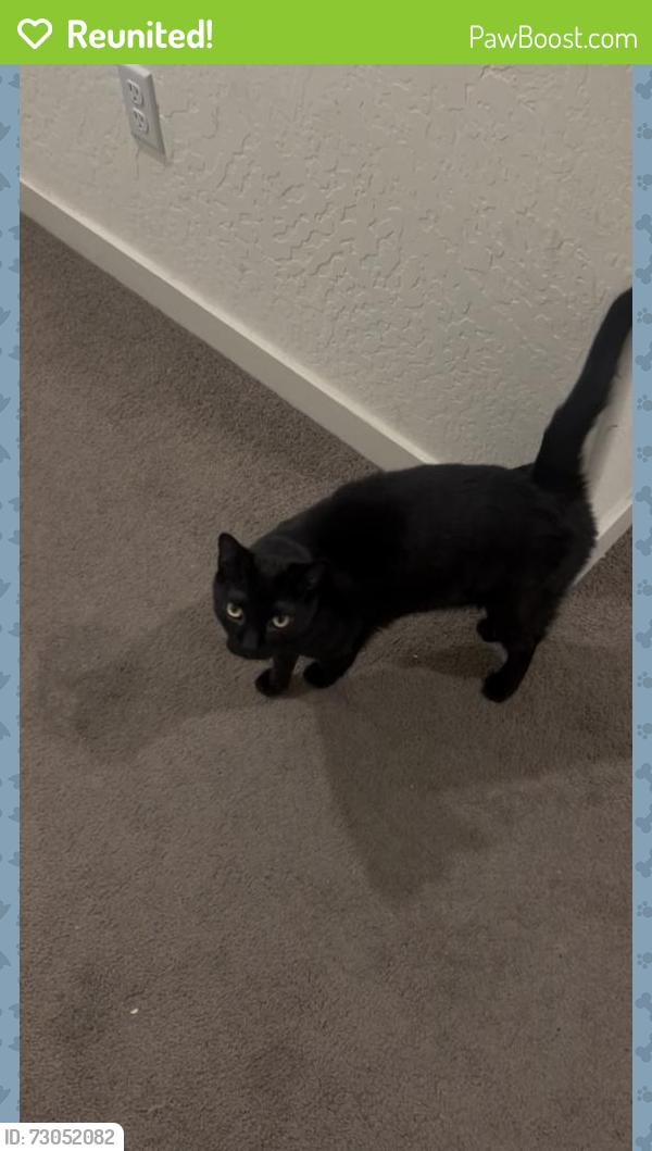 Reunited Male Cat last seen On Suzanne Dr in Bellevue Ranch, Merced, Merced, CA 95348