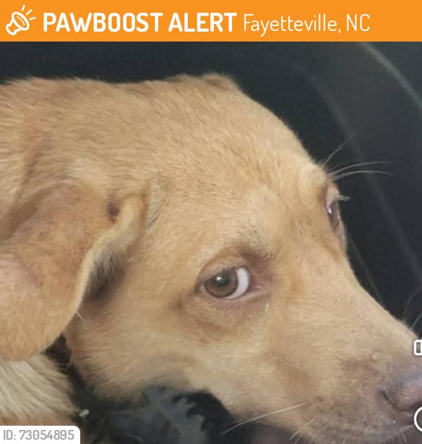 Found/Stray Female Dog last seen Today Park, Ramsey Street., Fayetteville, NC 28305