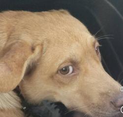 Found/Stray Female Dog last seen Today Park, Ramsey Street., Fayetteville, NC 28305