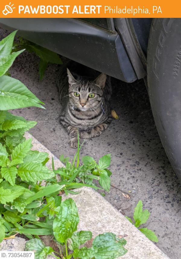 Found/Stray Unknown Cat last seen Frankford Ave & Sergeant St, Philadelphia, PA 19125