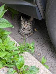 Found/Stray Unknown Cat last seen Frankford Ave & Sergeant St, Philadelphia, PA 19125