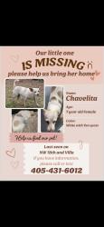 Lost Female Dog last seen Nw 18th st and N Villa Ave, Oklahoma City, OK 73107