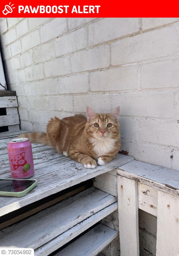 Lost Male Cat last seen Clarendon park road, London road , Leicester, England LE2 3FP