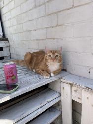 Lost Male Cat last seen Clarendon park road, London road , Leicester, England LE2 3FP