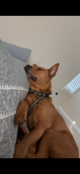 Lost Female Dog last seen Manning, Gibsonville, NC 27249