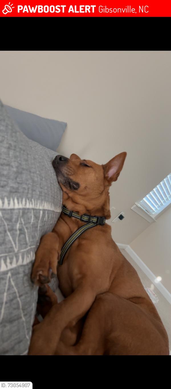 Lost Female Dog last seen Manning, Gibsonville, NC 27249