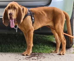 Lost Male Dog last seen Henderson camp cow paster, Grand Bay, AL 36541