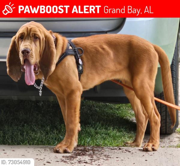 Lost Male Dog last seen Henderson camp cow paster, Grand Bay, AL 36541