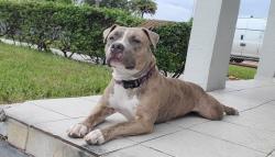 Reunited Female Dog last seen Subway in the corner 4 east ave, Hialeah, FL 33010