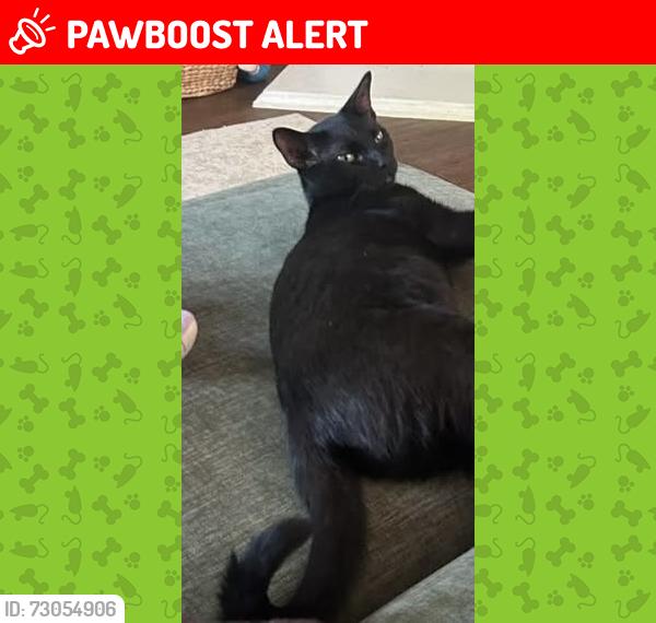 Lost Female Cat last seen Monaco Elementary , Providence Village, TX 76227