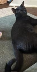 Lost Female Cat last seen Monaco Elementary , Providence Village, TX 76227